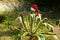 Tropical christmas. new year in desert. Santa Claus hat on a cactus.