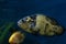 Tropical cichlids in aquarium. Underwater image of tropical fish. Astronotus