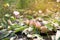 Tropical climbing plant with pink colour flowers