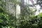 Tropical cloudforest 5