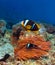 Tropical clown fish