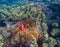 Tropical Clown fish in pink actinia. Red clownfish and sea plant.