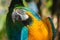 Tropical Cockatoo Bird Parrot