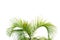 Tropical coconut leave on white isolated background for green foliage backdrop