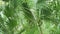 Tropical coconut palm green leafs