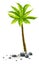 Tropical coconut palm tree with green leaves