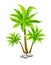 Tropical coconut palm trees with green leaves