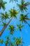Tropical coconut palm trees lush green crowns
