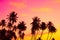 Tropical coconut palm trees silhouettes at warm vibrant sunset