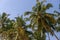 Tropical coconut palms on the beach in Sri Lanka. Sunny sky background