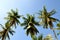 Tropical coconut palms and bright blue sky