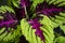 Tropical Coleus Plant