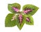 Tropical Coleus Plant Isolated