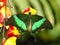 Tropical colorful butterfly