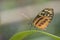 Tropical colorful butterfly closeup picture.