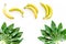 Tropical concept. Lush leaves and ripe bananas on white background top view copyspace