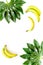 Tropical concept. Lush leaves and ripe bananas on white background top view copyspace