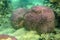 Tropical Coral Reef with Giant Purple Hard Coral Dome. Underwater scene of beautiful coral reef under blue sea. Huge stone coral.