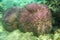 Tropical Coral Reef with Giant Purple Hard Coral Dome. Underwater scene of beautiful coral reef under blue sea. Huge stone coral.