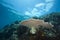 A tropical coral reef off Bunaken Island