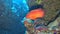 Tropical coral reef scene with coral grouper and glassfish in cavern