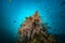 Tropical Coral Reef underwater landscape scuba diving