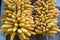 Tropical corn drying naturally by hanging on bamboo rod after harvesting season