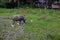 Tropical countryside with green field and buffalo. Philippines agriculture land. Carabao with white herons on pasture