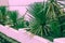 tropical courtyard wall with palm trees