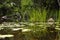 Tropical Creek with palms reeds and reflections