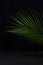 Tropical dark background - green palm leaf on black summer shore, vertical.