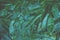 Tropical dark green leaf texture background