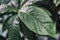 Tropical decorativ plant foliage, Macro photo of fresh leaf , natural pattern, exotic botanical background