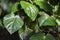 Tropical decorativ plant foliage, Macro photo of vivid green leaf , natural pattern, exotic botanical background