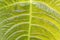 Tropical decorativ plant foliage, texture. Macro photo of fresh leaf , natural pattern, exotic botanical background