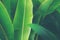 Tropical Decorative Banana Palm Leaves as Natural Green Background