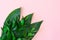 Tropical decorative leaves on a pink background. Top view. Close up.