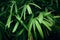 Tropical deep forest leaves jungle leaves green plant.