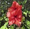 Tropical and delicate beauty flower, red Hibiscus with green leafs