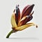 Tropical Delight: The Exotic Beauty of Banana Flower