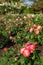 Tropical Delight Floribunda Rose in Garden