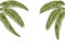 Tropical Different shapes of dark green palm leaves. At both sides. Isolated on a white background without mesh and