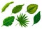.Tropical different type exotic leaves set design