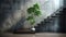 tropical dracaena tree on modern landing staircase in sunlight from window black cement stone stair