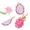 Tropical dragon fruit with flowers. Pitaya. Hand drawn on white background isolated