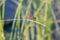 Tropical Dragonfly the Red-tailed Pennant Brachymesia furcata Perched on Dried Grass in Mexico