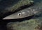 Tropical eel underwater in Maldive islands