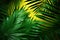 Tropical elegance Creative nature layout with green palm leaves