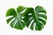Tropical Elegance: Monstera Leaves with Isolated Leaves on White Background. created with Generative AI