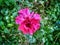 Tropical Elegance: Vibrant Hibiscus Flower in Full Bloom